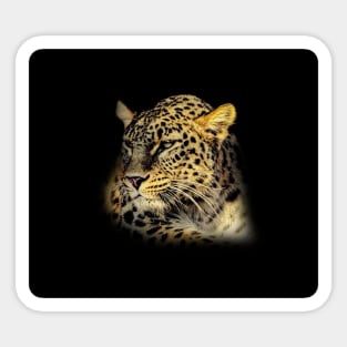 Leopard portrait Sticker